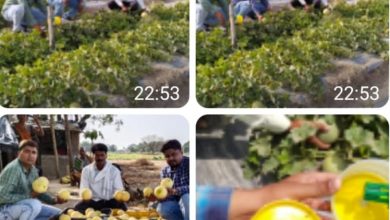 Photo of उत्तर प्रदेश औरैया ग्राम भर्रापुर विकासखंड विशेषज्ञयो की सलाह पर किसान श्यामानंद ने खरबूजे की उगाई अच्छी फसल किसानों के लिए बना चर्चा विषय ।  ( पंकज सिंह राणावत की खास रिपोर्ट )