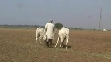 Photo of बुंदेलखंड के हमीरपुर जिले में अभी तक बारिश न होने से किसानों के बढ़े संकट फसल न होने से सूखे पड़े खेत किसान एक बार फिर बर्बादी की कगार पर।        ( धन्नजय सिंह की खास रिपोर्ट )
